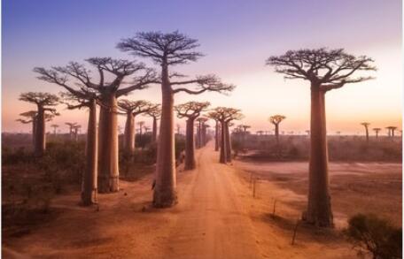 baobab tree